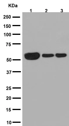 Western blot - Anti-beta I Tubulin antibody [EPR16778] (AB179511)