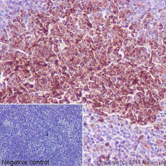 Immunohistochemistry (Formalin/PFA-fixed paraffin-embedded sections) - Anti-beta I Tubulin antibody [EPR16778] - BSA and Azide free (AB250104)