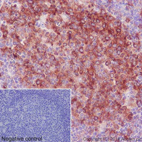 Immunohistochemistry (Formalin/PFA-fixed paraffin-embedded sections) - Anti-beta I Tubulin antibody [EPR16778] - BSA and Azide free (AB250104)