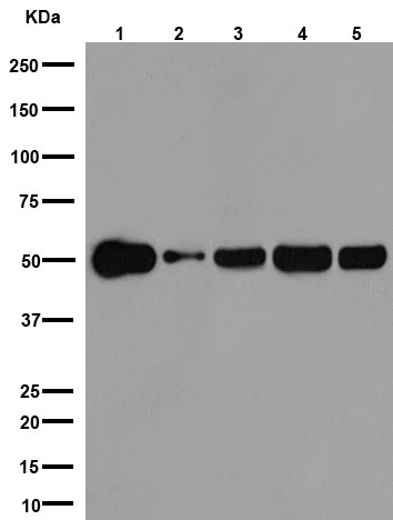 Western blot - Anti-beta I Tubulin antibody [EPR16778] - BSA and Azide free (AB250104)