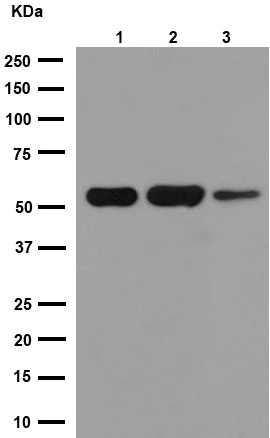 Western blot - Anti-beta I Tubulin antibody [EPR16778] - BSA and Azide free (AB250104)