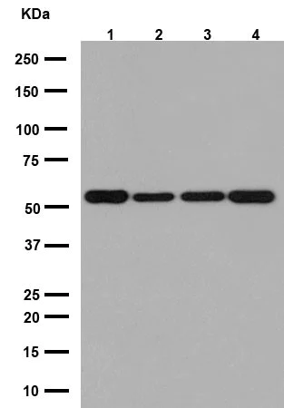 Western blot - Anti-beta I Tubulin antibody [EPR16778] - BSA and Azide free (AB250104)