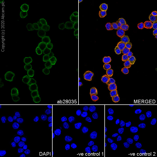 Immunocytochemistry/ Immunofluorescence - Anti-beta II Tubulin antibody [7B9] (AB28035)