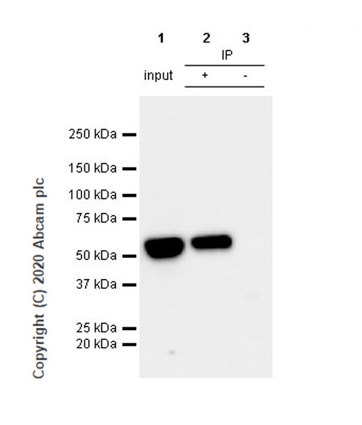 Immunoprecipitation - Anti-beta II Tubulin antibody [7B9] - BSA and Azide free (AB255982), expandable thumbnail