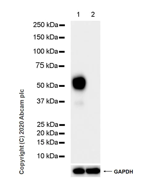 Western blot - Anti-beta II Tubulin antibody [7B9] - BSA and Azide free (AB255982)