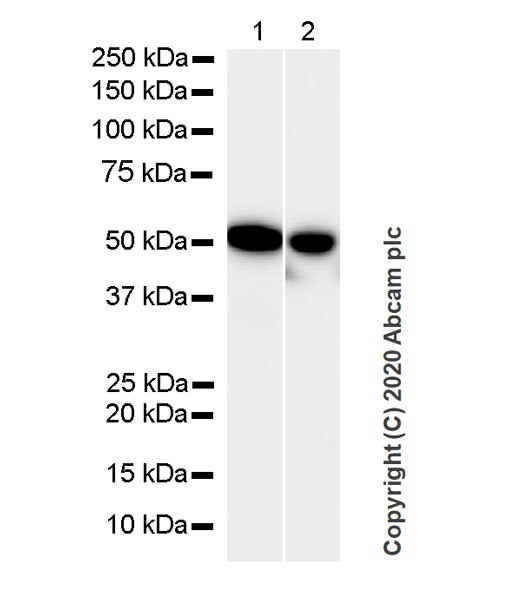 Western blot - Anti-beta II Tubulin antibody [7B9] - BSA and Azide free (AB255982), expandable thumbnail
