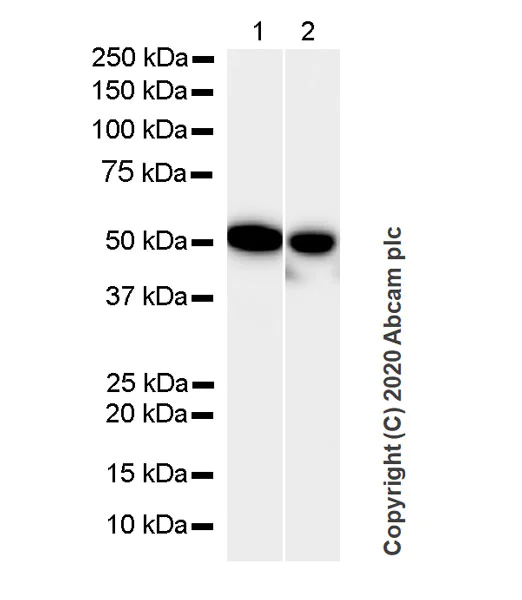 Western blot - Anti-beta II Tubulin antibody [7B9] - BSA and Azide free (AB255982)