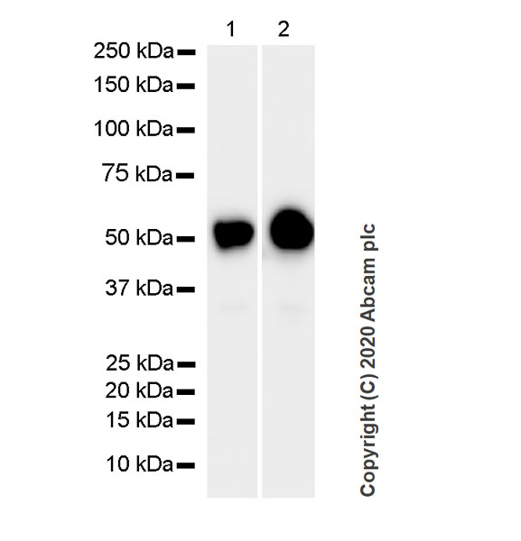 Western blot - Anti-beta II Tubulin antibody [7B9] - BSA and Azide free (AB255982), expandable thumbnail