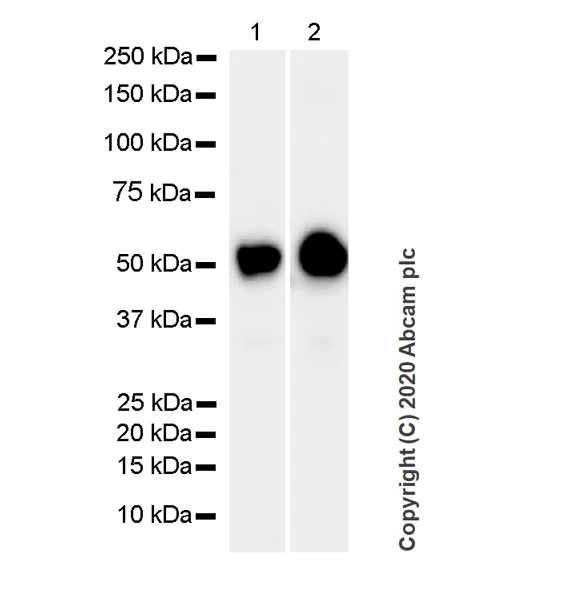 Western blot - Anti-beta II Tubulin antibody [7B9] - BSA and Azide free (AB255982)