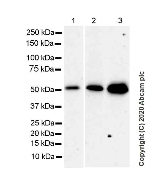 Western blot - Anti-beta II Tubulin antibody [7B9] - BSA and Azide free (AB255982)