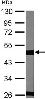 Western blot - Anti-beta II Tubulin antibody (AB151318)