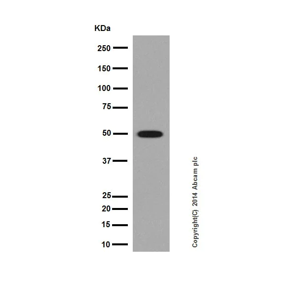 Western blot - Anti-beta II Tubulin antibody [EPR16773] - BSA and Azide free (AB250105)