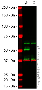 Western blot - Anti-beta II Tubulin antibody [EPR16773] - BSA and Azide free (AB250105)