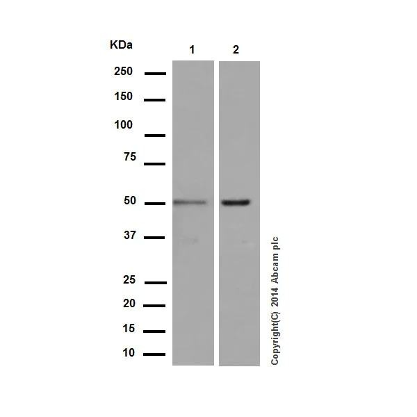 Western blot - Anti-beta II Tubulin antibody [EPR16773] - BSA and Azide free (AB250105)