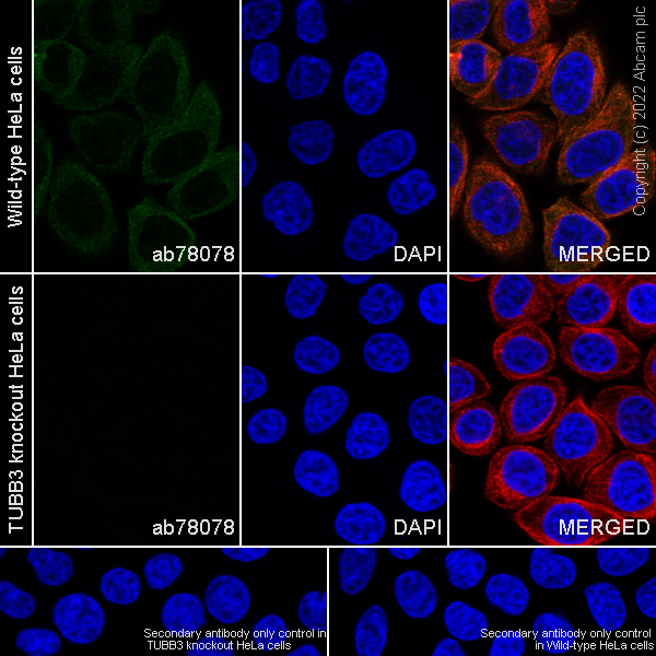 Immunocytochemistry/ Immunofluorescence - Anti-beta III Tubulin antibody [2G10] - BSA and Azide free (AB264097)