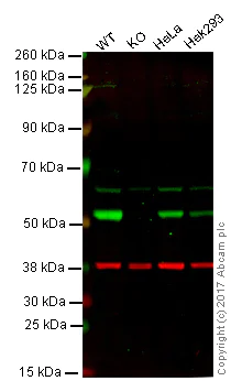 Western blot - Anti-beta III Tubulin antibody [2G10] - BSA and Azide free (AB264097)