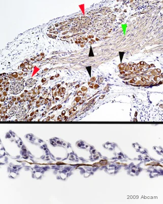 Immunohistochemistry (Formalin/PFA-fixed paraffin-embedded sections) - Anti-beta III Tubulin antibody [2G10] - Neuronal Marker (AB78078)