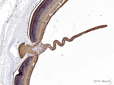 Immunohistochemistry (Formalin/PFA-fixed paraffin-embedded sections) - Anti-beta III Tubulin antibody [2G10] - Neuronal Marker (AB78078)