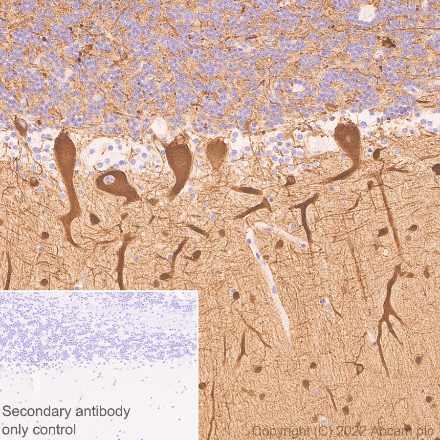 Immunohistochemistry (Formalin/PFA-fixed paraffin-embedded sections) - Anti-beta III Tubulin antibody [2G10] - Neuronal Marker (AB78078)