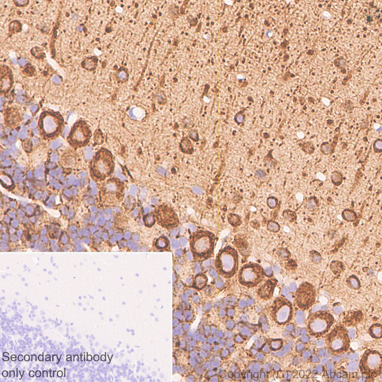 Immunohistochemistry (Formalin/PFA-fixed paraffin-embedded sections) - Anti-beta III Tubulin antibody [2G10] - Neuronal Marker (AB78078)