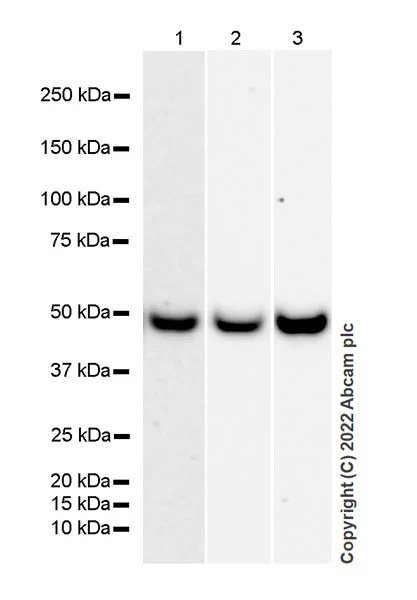 Western blot - Anti-beta III Tubulin antibody [2G10] - Neuronal Marker (AB78078)