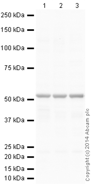Western blot - Anti-beta III Tubulin antibody [2G10] - Neuronal Marker (ab78078), expandable thumbnail