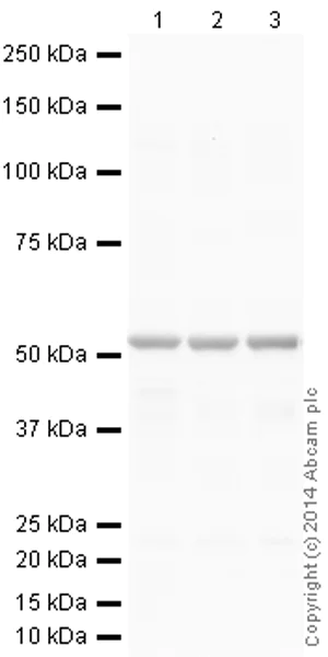 Western blot - Anti-beta III Tubulin antibody [2G10] - Neuronal Marker (AB78078)
