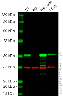 Western blot - Anti-beta III Tubulin antibody [5G8] - BSA and Azide free (AB264113)