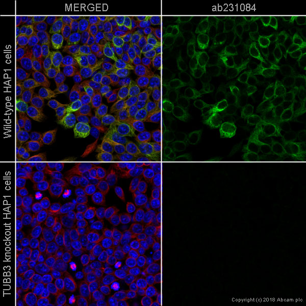Immunocytochemistry/ Immunofluorescence - Anti-beta III Tubulin antibody [5G8] (AB231084), expandable thumbnail