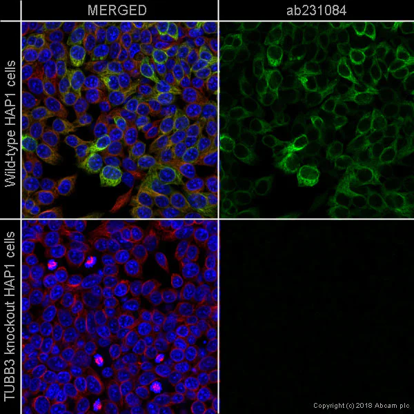 Immunocytochemistry/ Immunofluorescence - Anti-beta III Tubulin antibody [5G8] - Neuronal Marker (AB231084)