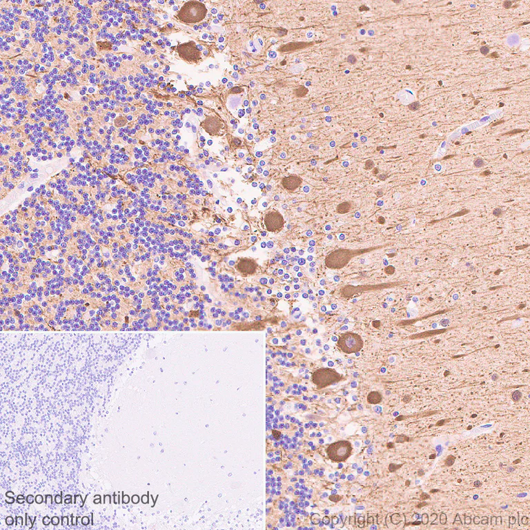 Immunohistochemistry (Formalin/PFA-fixed paraffin-embedded sections) - Anti-beta III Tubulin antibody [AA10] - BSA and Azide free (AB255737)