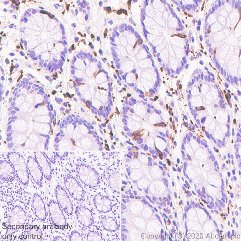 Immunohistochemistry (Formalin/PFA-fixed paraffin-embedded sections) - Anti-beta III Tubulin antibody [AA10] - BSA and Azide free (AB255737)