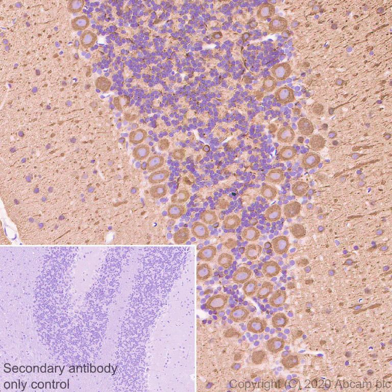 Immunohistochemistry (Formalin/PFA-fixed paraffin-embedded sections) - Anti-beta III Tubulin antibody [AA10] - BSA and Azide free (AB255737)