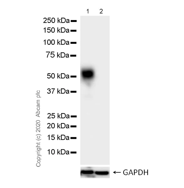 Western blot - Anti-beta III Tubulin antibody [AA10] - BSA and Azide free (AB255737)