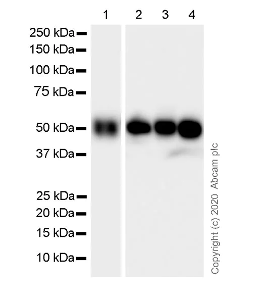 Western blot - Anti-beta III Tubulin antibody [AA10] - BSA and Azide free (AB255737)