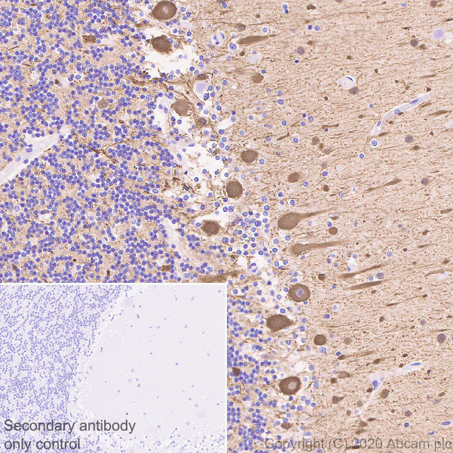 Immunohistochemistry (Formalin/PFA-fixed paraffin-embedded sections) - Anti-beta III Tubulin antibody [AA10] - Neuronal Marker (ab231083), expandable thumbnail