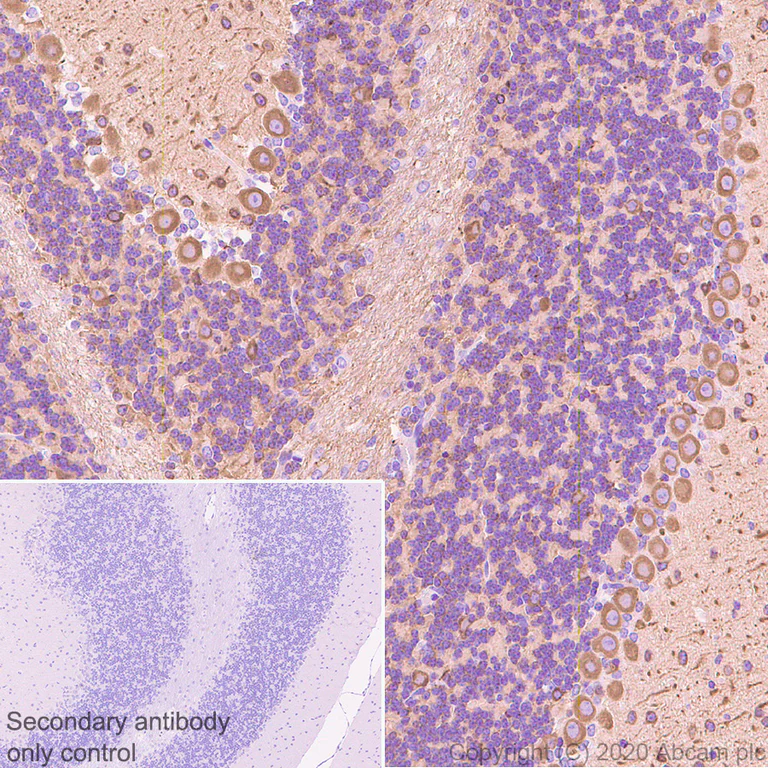 Immunohistochemistry (Formalin/PFA-fixed paraffin-embedded sections) - Anti-beta III Tubulin antibody [AA10] - Neuronal Marker (AB231083)