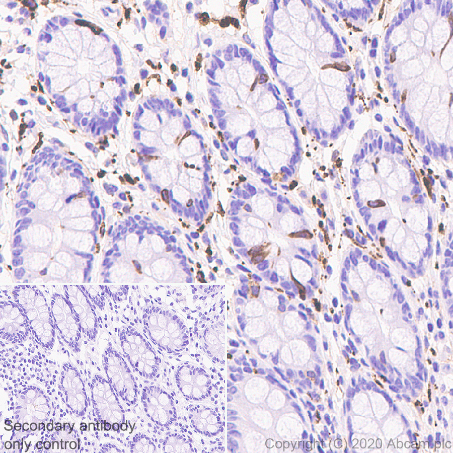 Immunohistochemistry (Formalin/PFA-fixed paraffin-embedded sections) - Anti-beta III Tubulin antibody [AA10] (ab231083), expandable thumbnail