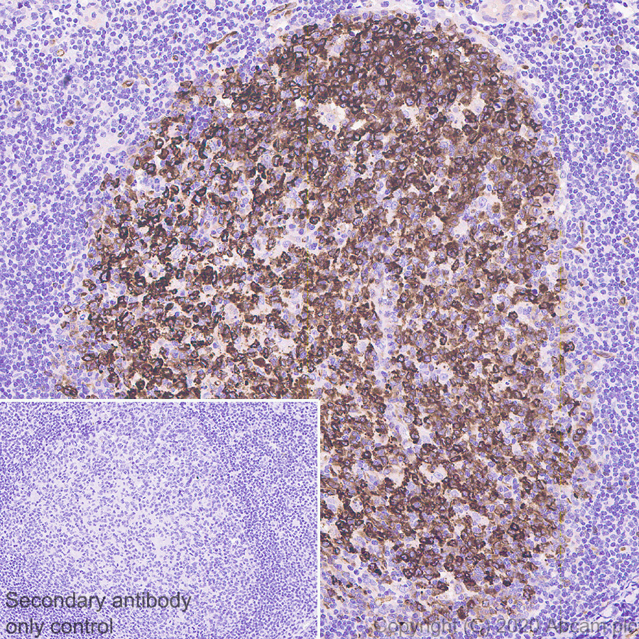 Immunohistochemistry (Formalin/PFA-fixed paraffin-embedded sections) - Anti-beta III Tubulin antibody [AA10] - Neuronal Marker (AB231083), expandable thumbnail