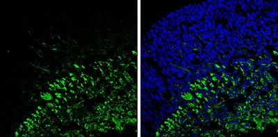 Immunohistochemistry (Frozen sections) - Anti-beta III Tubulin antibody - C-terminal - Neuronal Marker (AB230847), expandable thumbnail