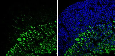 Immunohistochemistry (Frozen sections) - Anti-beta III Tubulin antibody - C-terminal - Neuronal Marker (AB230847)