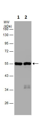 Western blot - Anti-beta III Tubulin antibody - C-terminal - Neuronal Marker (AB230847), expandable thumbnail