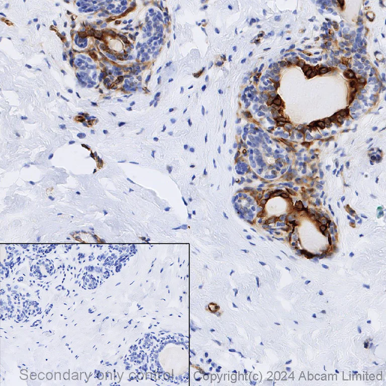 Immunohistochemistry (Formalin/PFA-fixed paraffin-embedded sections) - Anti-beta III Tubulin antibody [EP1569Y] - Neuronal Marker (AB52623)