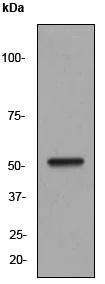 Western blot - Anti-beta III Tubulin antibody [EP1569Y] - Neuronal Marker (AB52623)