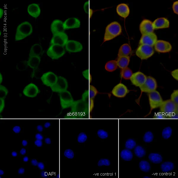 Immunocytochemistry/ Immunofluorescence - Anti-beta III Tubulin antibody [EPR1568Y] - BSA and Azide free (AB247375)