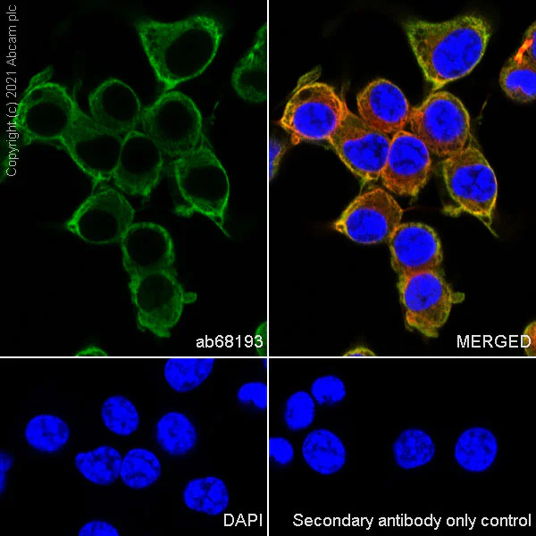 Immunocytochemistry/ Immunofluorescence - Anti-beta III Tubulin antibody [EPR1568Y] - BSA and Azide free (AB247375)
