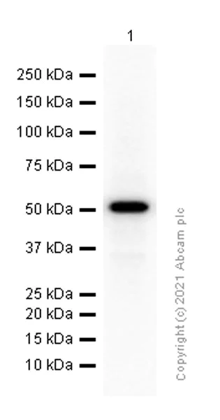 Western blot - Anti-beta III Tubulin antibody [EPR1568Y] - BSA and Azide free (AB247375)