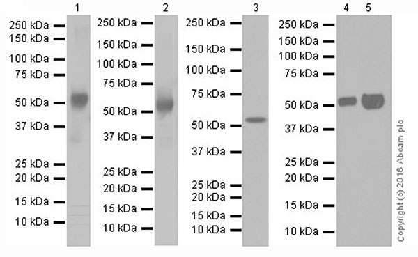 Western blot - Anti-beta III Tubulin antibody [EPR19591] - Neuronal Marker (ab215037), expandable thumbnail