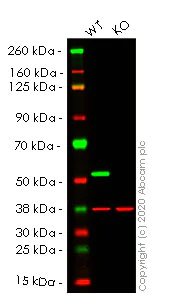 Western blot - Anti-beta III Tubulin antibody [EPR19591] - Neuronal Marker (AB215037)