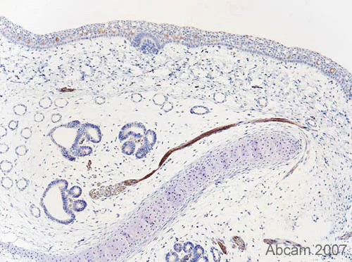 Immunohistochemistry (Formalin/PFA-fixed paraffin-embedded sections) - Anti-beta III Tubulin antibody - Neuronal Marker (AB18207)